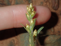 Gnaphalieae