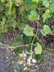 Vitis californica