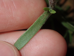 Gnaphalieae