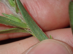Gnaphalieae