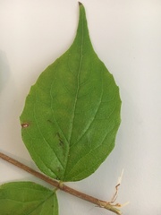 Philadelphus coronarius