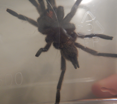 Coremiocnemis tropix