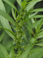 Rumex palustris