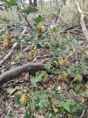 Grevillea dryophylla