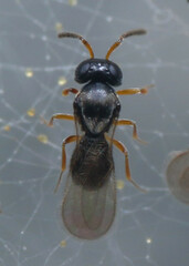 Scelionidae