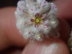 Ptilotus obovatus