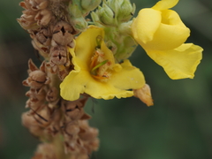 Verbascum phlomoides