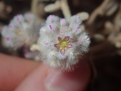 Ptilotus obovatus
