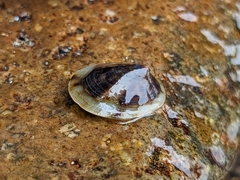 Testudinalia testudinalis