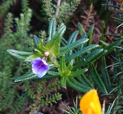 Glandora prostrata