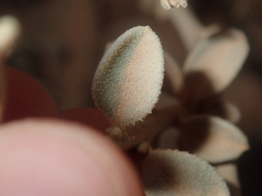 Ptilotus obovatus