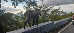 Nilgiritragus hylocrius
