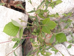 Pueraria montana lobata
