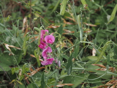 Lathyrus latifolius