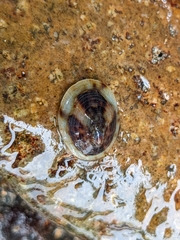 Testudinalia testudinalis