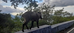 Nilgiritragus hylocrius