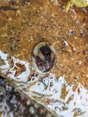 Testudinalia testudinalis