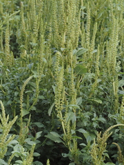 Amaranthus powellii