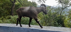 Nilgiritragus hylocrius