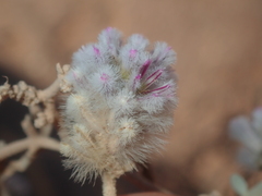 Ptilotus obovatus