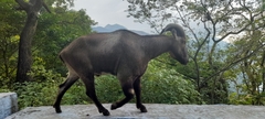 Nilgiritragus hylocrius