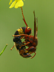 Vespa vivax
