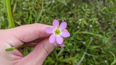 Sabatia campanulata
