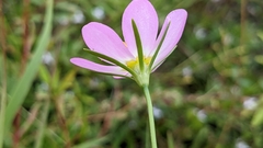 Sabatia campanulata