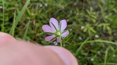 Sabatia campanulata