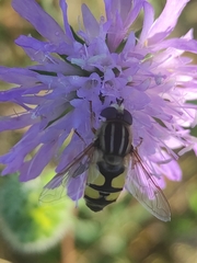 Helophilus trivittatus