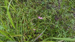 Sabatia campanulata