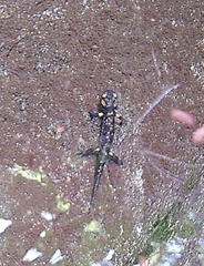 Salamandra salamandra