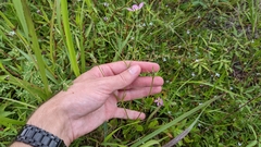 Sabatia campanulata