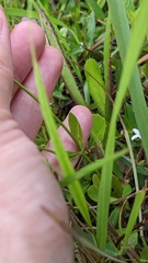 Sabatia campanulata