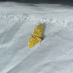Notarcha aurolinealis