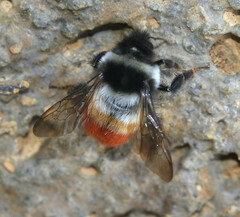 Bombus pyrosoma