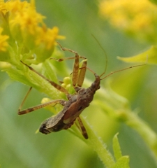Himacerus apterus