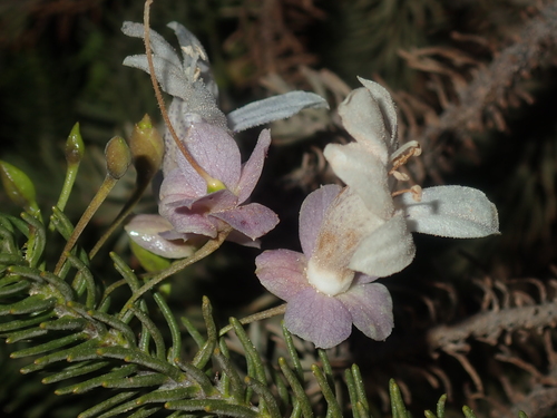 Image of Eremophila Abietina (Eremophila abietina) by (c) Thomas Mesaglio, some rights reserved (CC BY)
