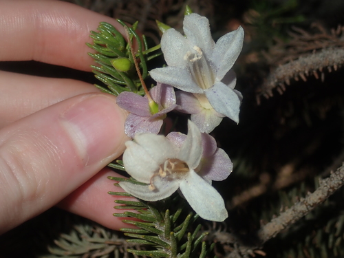 Image of Eremophila Abietina (Eremophila abietina) by (c) Thomas Mesaglio, some rights reserved (CC BY)