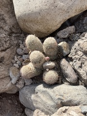 Mammillaria dioica dioica
