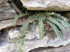 Asplenium ceterach