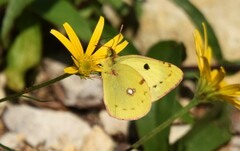 Colias hyale
