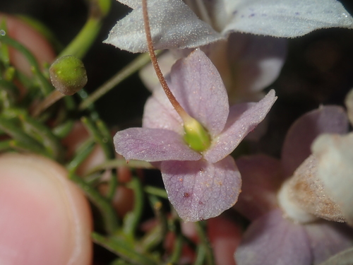 Image of Eremophila Abietina (Eremophila abietina) by (c) Thomas Mesaglio, some rights reserved (CC BY)