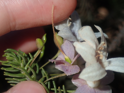 Image of Eremophila Abietina (Eremophila abietina) by (c) Thomas Mesaglio, some rights reserved (CC BY)