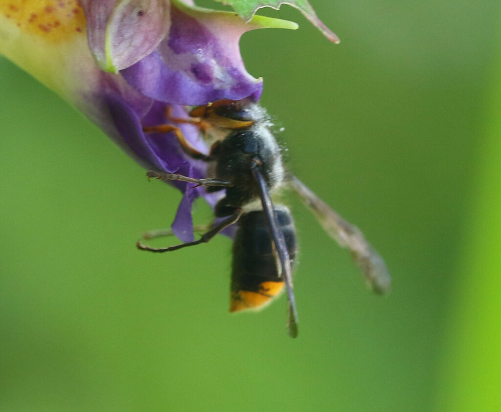 Dolichovespula panda
