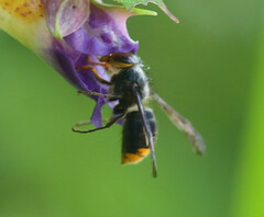 Dolichovespula panda