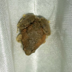 Uperodon taprobanicus