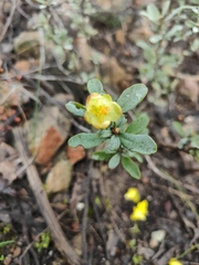 Hibbertia obtusifolia