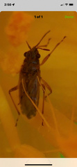 Rhypodes