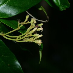Parsonsia